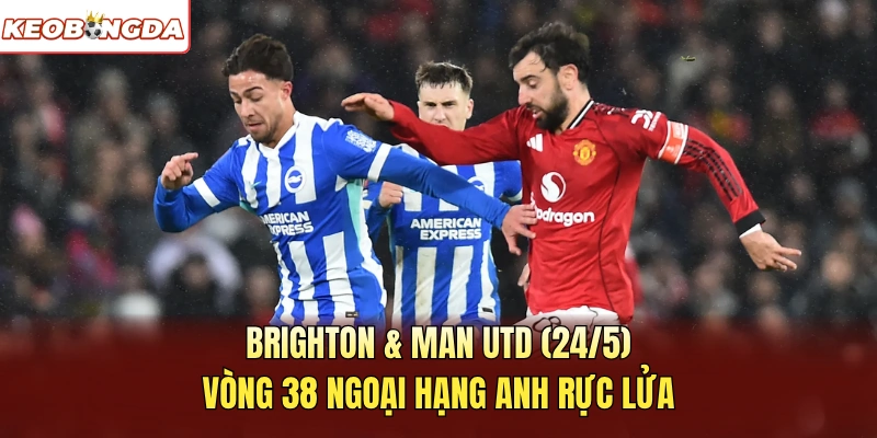 Brighton & Man Utd 24/5